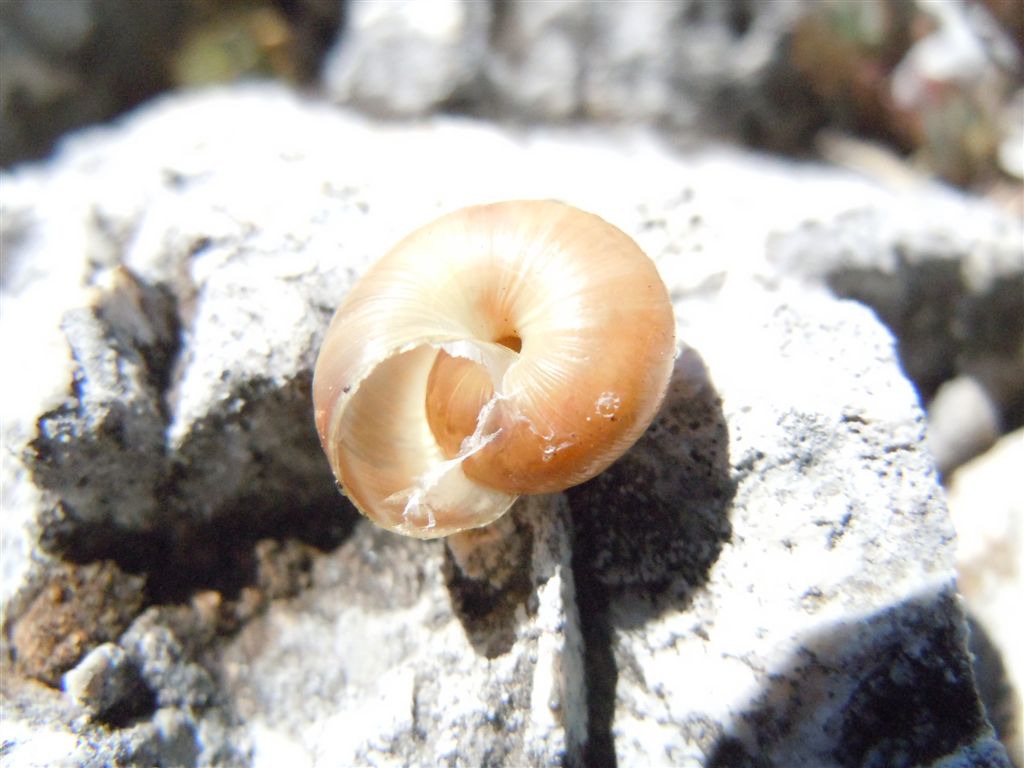 Guscio dall''Abruzzo